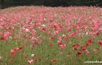 Michinoku Mori Lakeside Park Poppy Festival 2013